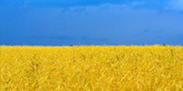 flag_ukr